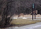 Rick Swartzentrover  White Tailed Deer