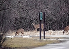 Rick Swartzentrover  White Tailed Deer