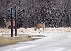 Rick Swartzentrover  White Tailed Deer