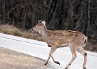 Rick Swartzentrover  White Tailed Deer