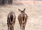Rick Swartzentrover  White Tailed Deer