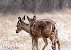 Rick Swartzentrover  White Tailed Deer