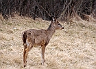 Rick Swartzentrover  White Tailed Deer