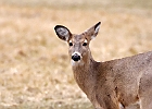 Rick Swartzentrover  White Tailed Deer