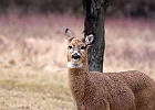 Rick Swartzentrover  White Tailed Deer