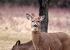 Rick Swartzentrover  White Tailed Deer