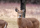 Rick Swartzentrover  White Tailed Deer