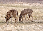 Rick Swartzentrover  White Tailed Deer