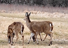 Rick Swartzentrover  White Tailed Deer
