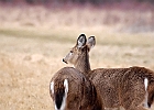 Rick Swartzentrover  White Tailed Deer