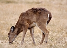 Rick Swartzentrover  White Tailed Deer