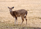 Rick Swartzentrover  White Tailed Deer