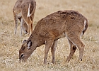 Rick Swartzentrover  White Tailed Deer