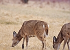 Rick Swartzentrover  White Tailed Deer