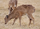 Rick Swartzentrover  White Tailed Deer