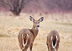 Rick Swartzentrover  White Tailed Deer