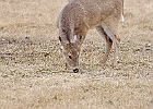 Rick Swartzentrover  White Tailed Deer