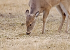 Rick Swartzentrover  White Tailed Deer