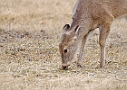 Rick Swartzentrover  White Tailed Deer