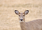 Rick Swartzentrover  White Tailed Deer