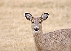 Rick Swartzentrover  White Tailed Deer