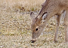 Rick Swartzentrover  White Tailed Deer