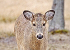 Rick Swartzentrover  White Tailed Deer
