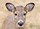 Rick Swartzentrover  White Tailed Deer