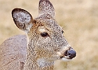 Rick Swartzentrover  White Tailed Deer