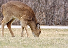 Rick Swartzentrover  White Tailed Deer