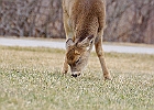 Rick Swartzentrover  White Tailed Deer