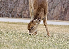 Rick Swartzentrover  White Tailed Deer