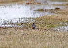 American Robin