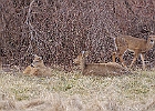 Rick Swartzentrover  White Tailed Deer
