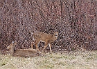 Rick Swartzentrover  White Tailed Deer