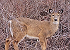 Rick Swartzentrover  White Tailed Deer