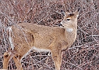 Rick Swartzentrover  White Tailed Deer