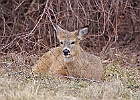 Rick Swartzentrover  White Tailed Deer