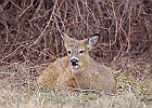 Rick Swartzentrover  White Tailed Deer