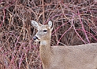 Rick Swartzentrover  White Tailed Deer