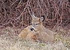 Rick Swartzentrover  White Tailed Deer