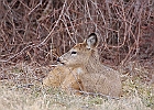 Rick Swartzentrover  White Tailed Deer