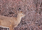 Rick Swartzentrover  White Tailed Deer