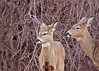 Rick Swartzentrover  White Tailed Deer