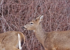 Rick Swartzentrover  White Tailed Deer