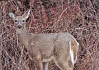 Rick Swartzentrover  White Tailed Deer
