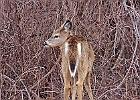 Rick Swartzentrover  White Tailed Deer