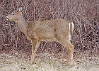 Rick Swartzentrover  White Tailed Deer