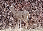 Rick Swartzentrover  White Tailed Deer