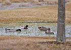 Mallard Duck